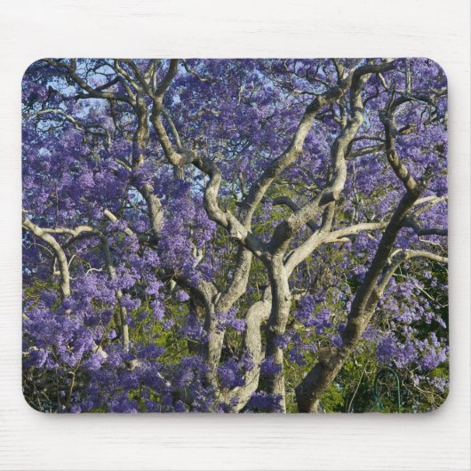 Blooming Jacaranda Trees in New Farm Park, 2 Mousepad (Vorne)
