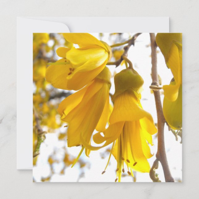 Blooming Kowhai Tree (Vorderseite)