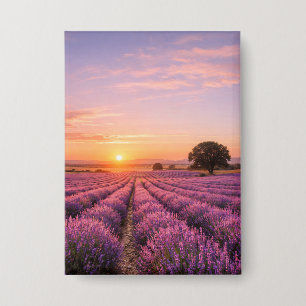 Blooming Lavender Field at Golden Sunset Provence Button