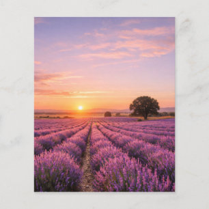 Blooming Lavender Field at Golden Sunset Provence  Flyer