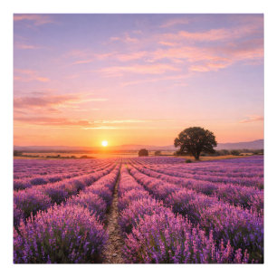 Blooming Lavender Field at Golden Sunset Provence Fotodruck
