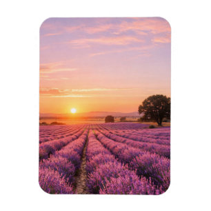 Blooming Lavender Field at Golden Sunset Provence Magnet