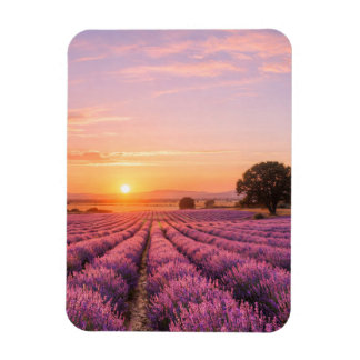 Blooming Lavender Field at Golden Sunset Provence Magnet
