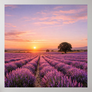 Blooming Lavender Field at Golden Sunset Provence Poster