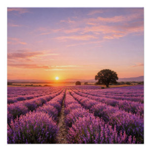 Blooming Lavender Field at Golden Sunset Provence Poster