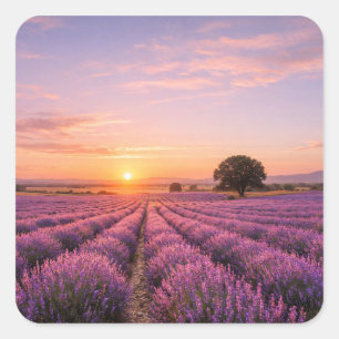 Blooming Lavender Field at Golden Sunset Provence Quadratischer Aufkleber