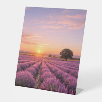 Blooming Lavender Field at Golden Sunset Provence Sockelschild