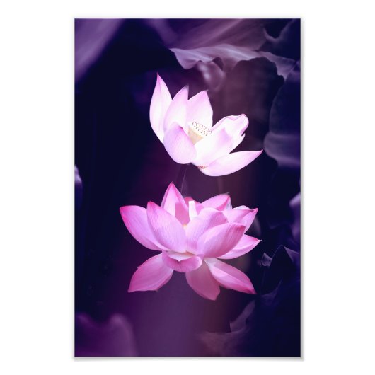 Blooming Lotus Blume Fotodruck (Vorne)
