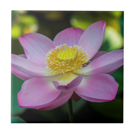 Blooming lotus Blume, Indonesien Fliese (Vorderseite)