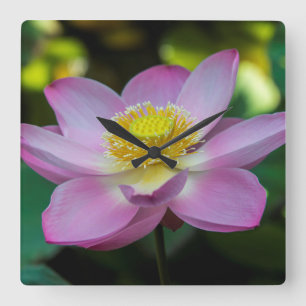 Blooming lotus Blume, Indonesien Quadratische Wanduhr