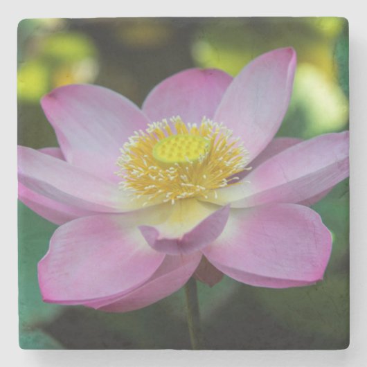Blooming lotus Blume, Indonesien Steinuntersetzer (Vorderseite)