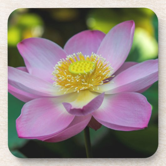 Blooming lotus Blume, Indonesien Untersetzer (Vorderseite)