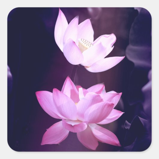 Blooming Lotus Blume Quadratischer Aufkleber (Vorderseite)