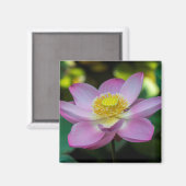 Blooming lotus flower, Indonesien Magnet (Vorderseite/Rückseite)