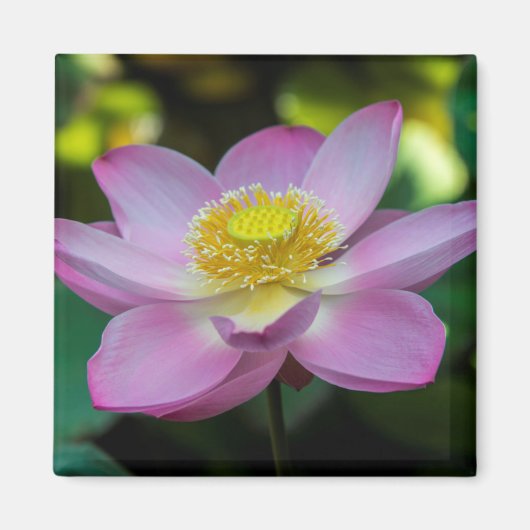 Blooming lotus flower, Indonesien Magnet (Vorne)