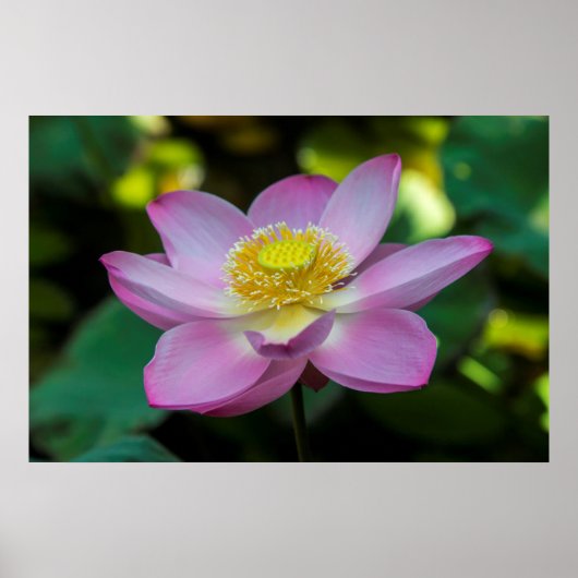 Blooming lotus flower, Indonesien Poster (Vorne)