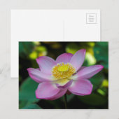 Blooming lotus flower, Indonesien Postkarte (Vorne/Hinten)