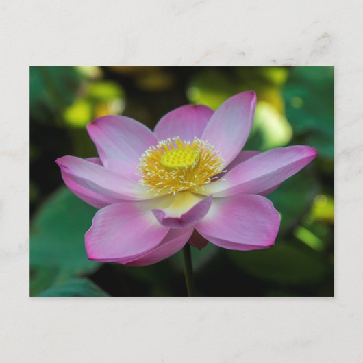 Blooming lotus flower, Indonesien Postkarte (Vorderseite)
