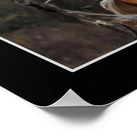 Blooming Milkweed Pod Poster (Ecke)