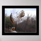 Blooming Milkweed Pod Poster (Vorne)