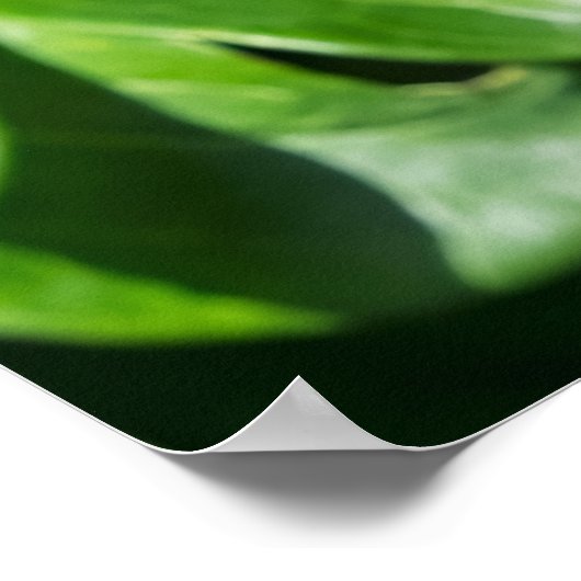 Blooming Peony Poster (Ecke)