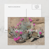Blooming pink cactus flowers in Mesa, Arizona Postkarte (Vorne/Hinten)