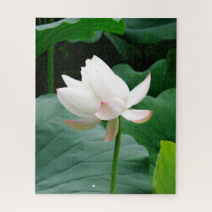 Blooming Pinkish-White Water Lily Among the Leaves Puzzle