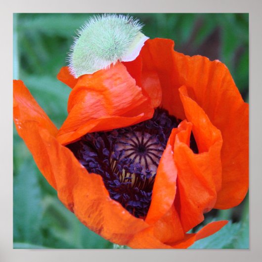 Blooming Poppy Poster (Vorne)