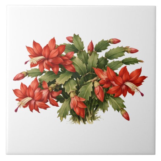 Blooming Red Christmas Cactus Plant Fliese (Vorderseite)