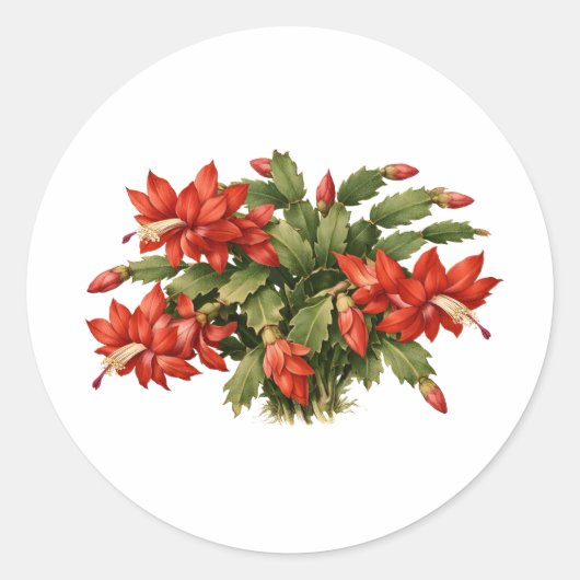 Blooming Red Christmas Cactus Plant  Runder Aufkleber (Vorderseite)