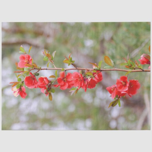Blooming Spring Seidenpapier (Vorderseite)