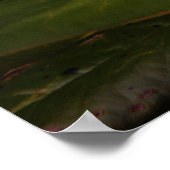 Blooming White Magnolia Poster (Ecke)