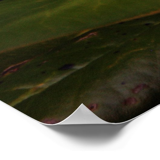 Blooming White Magnolia Poster (Ecke)