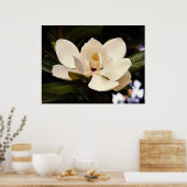 Blooming White Magnolia Poster (Küche)