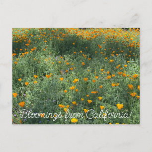 BloomingKalifornien: Eschscholzia californica Postkarte