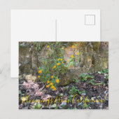 Bloomings aus Kalifornien: Affen-Blume Postkarte (Vorne/Hinten)