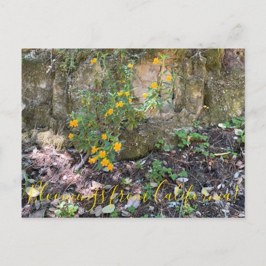 Bloomings aus Kalifornien: Affen-Blume Postkarte (Vorderseite)
