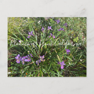 Bloomings aus Kalifornien: April Iris Postkarte