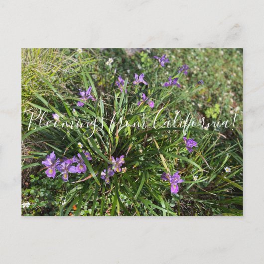 Bloomings aus Kalifornien: April Iris Postkarte (Vorderseite)