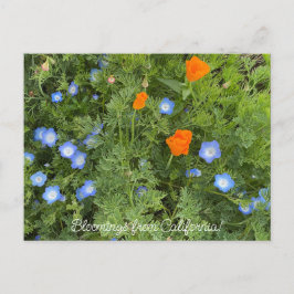 Bloomings aus Kalifornien: April-Wildblumen Postkarte