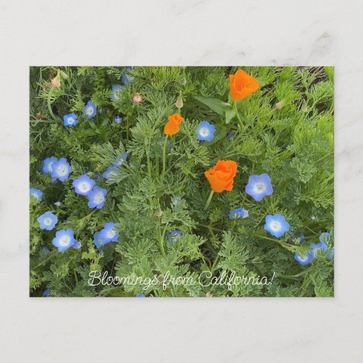 Bloomings aus Kalifornien: April-Wildblumen Postkarte (Vorderseite)