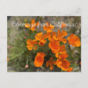 Bloomings aus Kalifornien: April-Wildblumen Postkarte