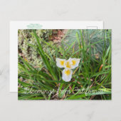 Bloomings aus Kalifornien: AprilSnow Douglas Iris Postkarte (Vorne/Hinten)