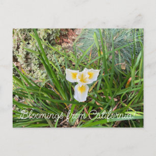 Bloomings aus Kalifornien: AprilSnow Douglas Iris Postkarte