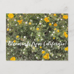 Bloomings aus Kalifornien: Asilomar Staat Beach Postkarte