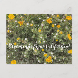 Bloomings aus Kalifornien: Asilomar Staat Beach Postkarte