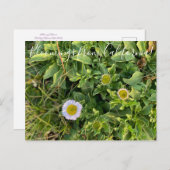 Bloomings aus Kalifornien: Beach Aster Postcard Postkarte (Vorne/Hinten)