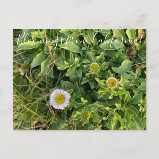 Bloomings aus Kalifornien: Beach Aster Postcard Postkarte (Vorderseite)