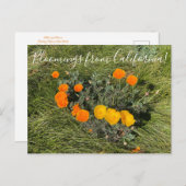 Bloomings aus Kalifornien: Bicolor Poppies Postkarte (Vorne/Hinten)