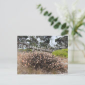 Bloomings aus Kalifornien: Buchweizen an der Küste Postkarte (Stehend Vorderseite)